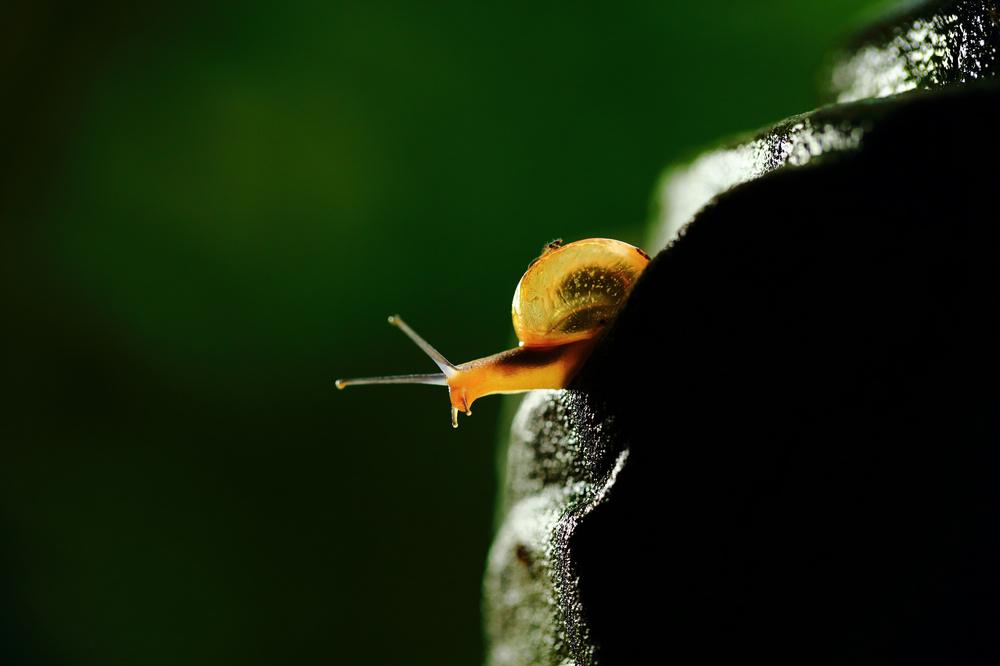 蜗牛的家微距原片摄影