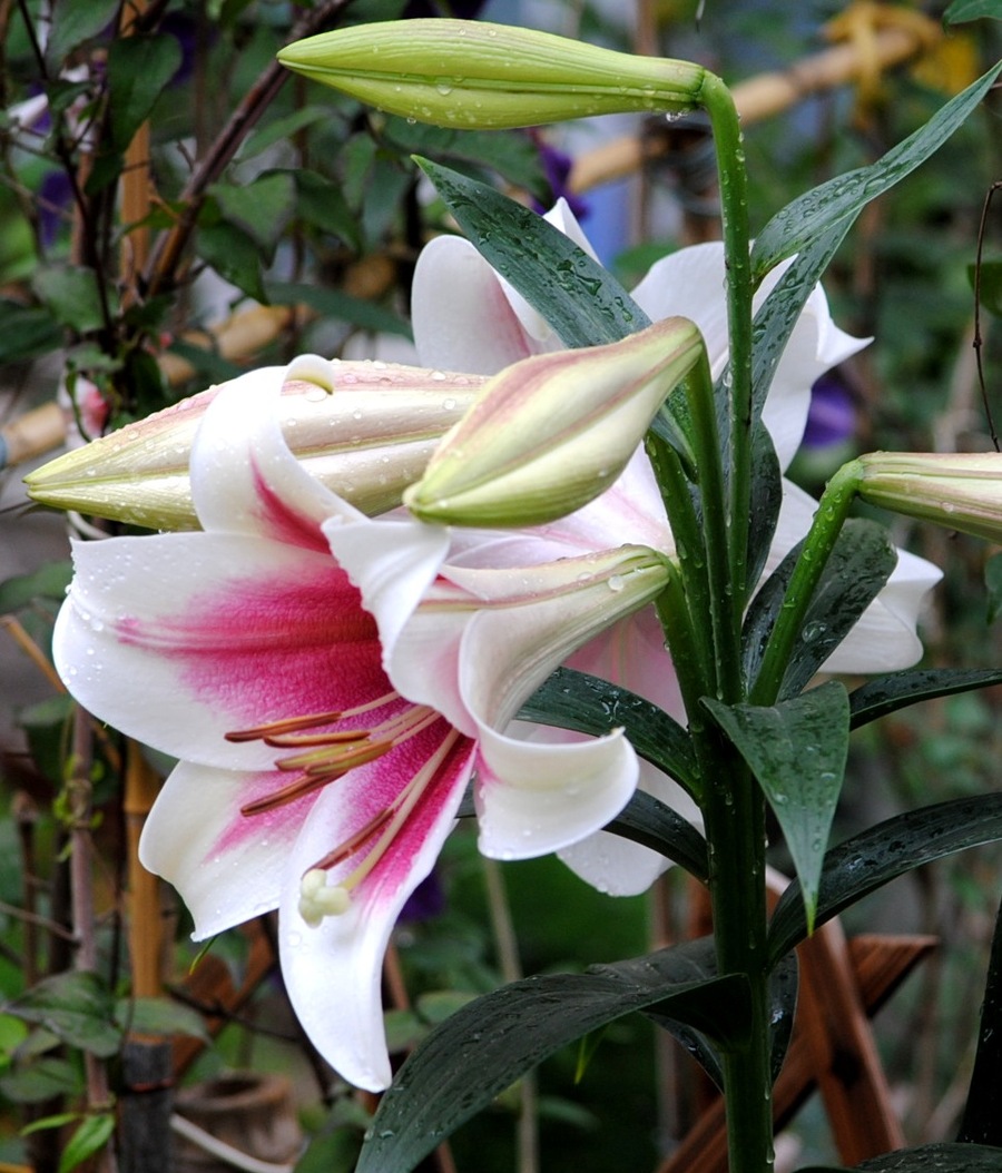 高雅纯洁百合花