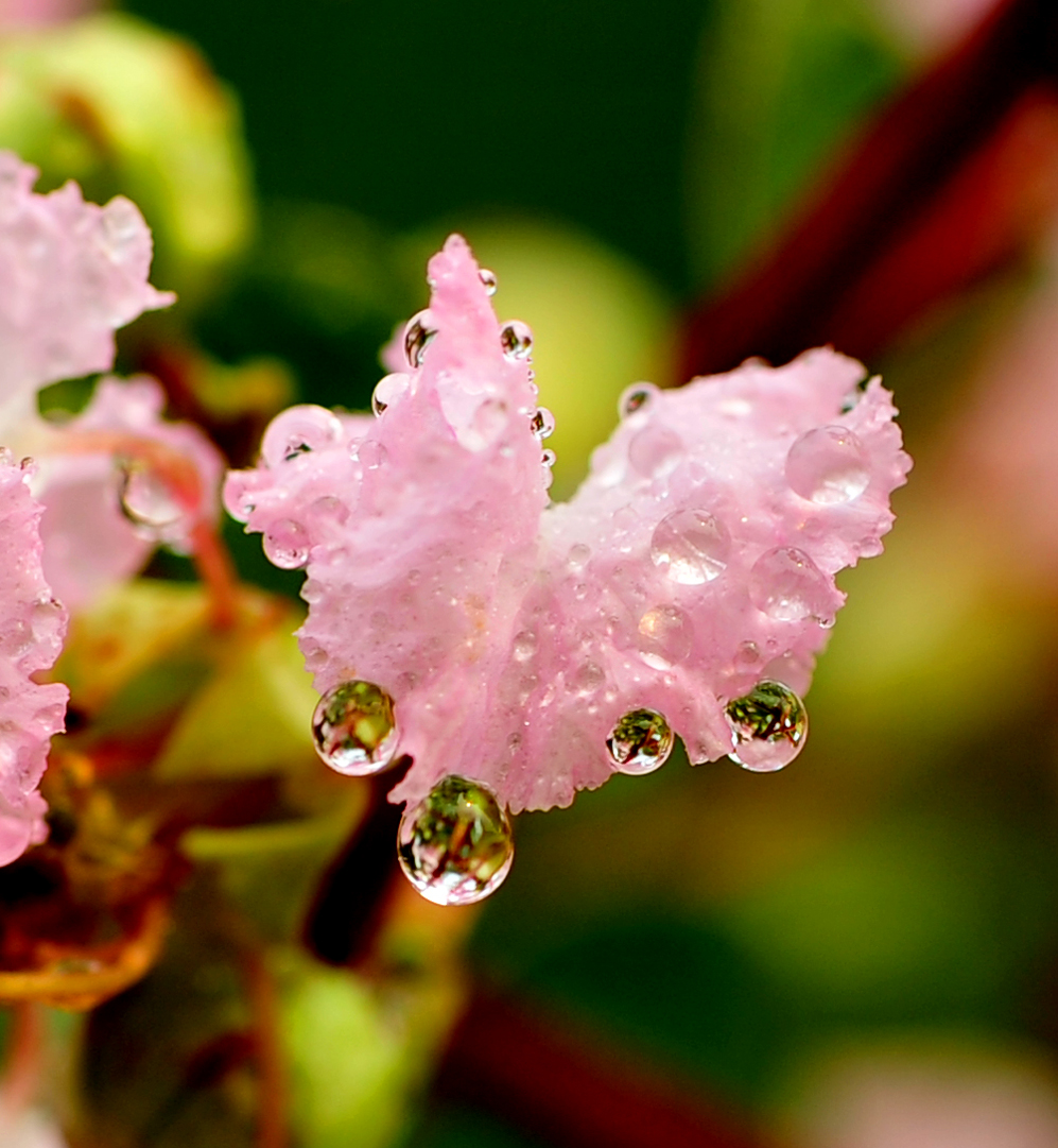 微距花卉(雨后紫薇)