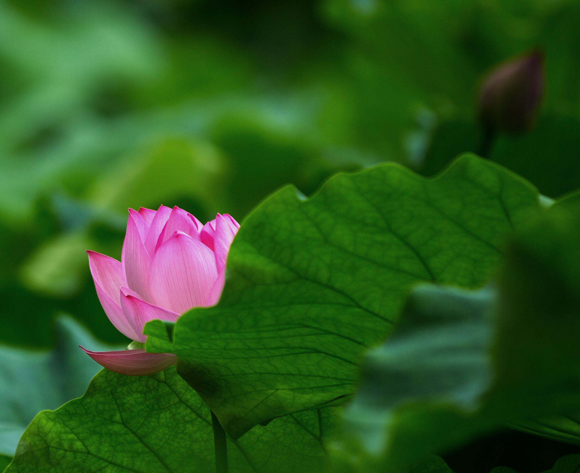 莲花朵朵开