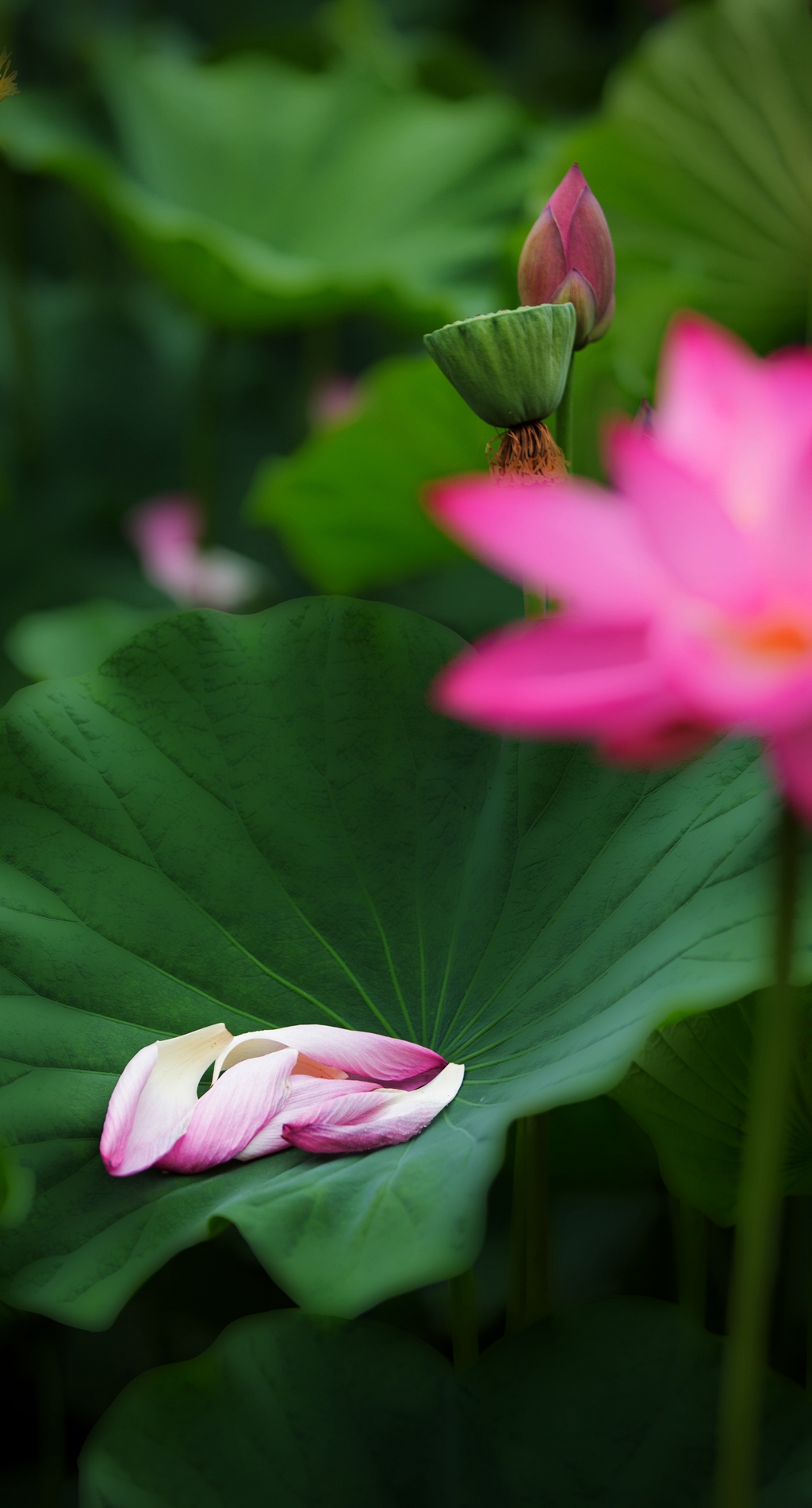莲花朵朵开