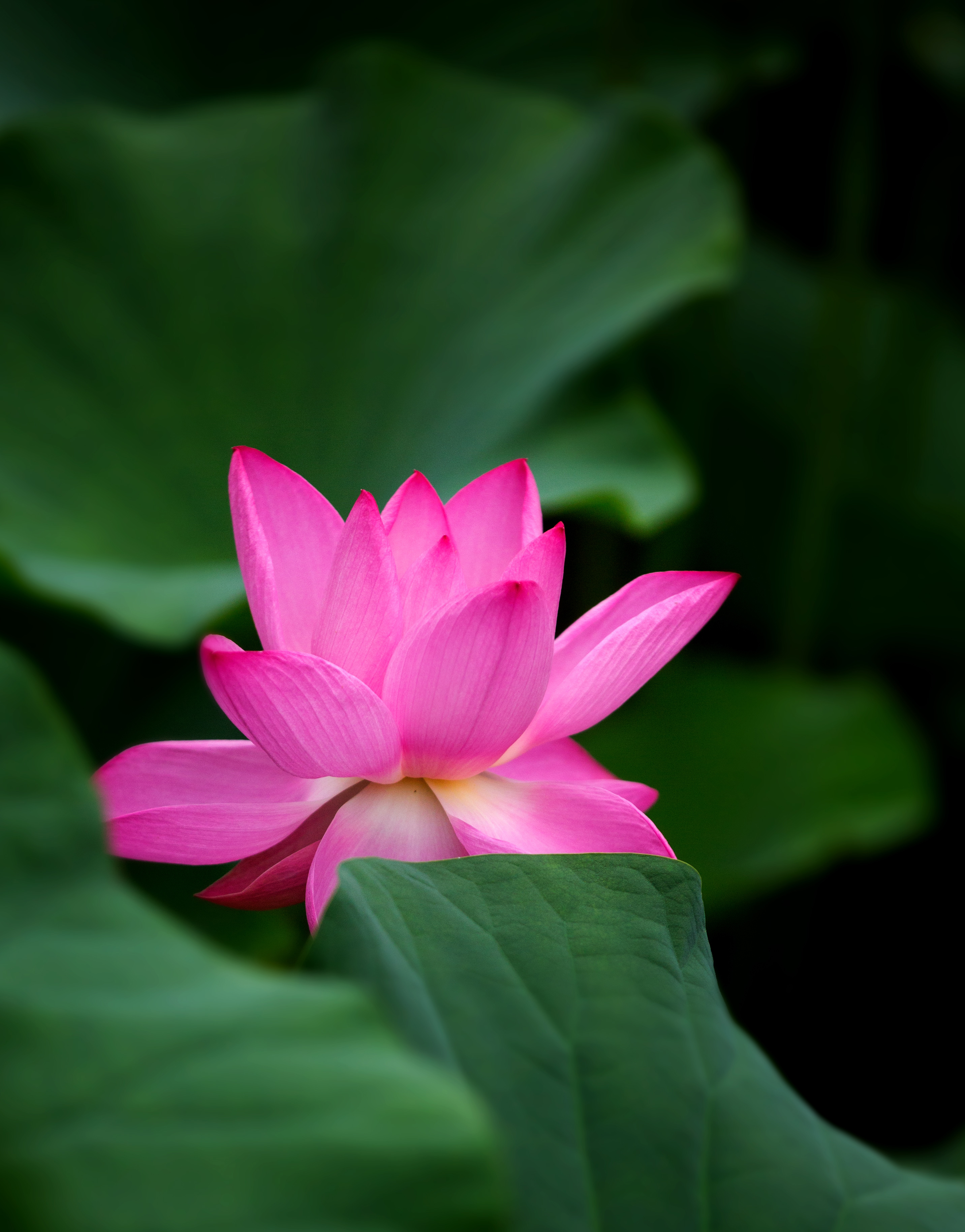 莲花朵朵开