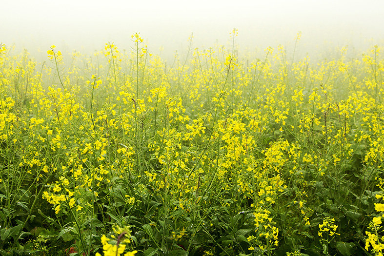 雨中油菜花