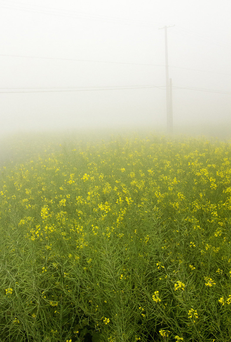 雨中油菜花