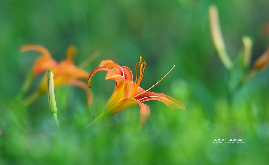 萱草(母亲花)