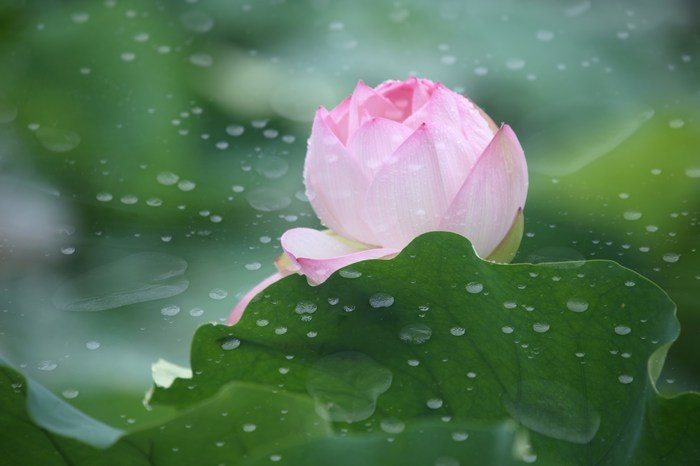 荷听雨声