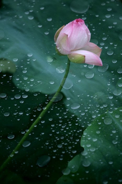 荷听雨声