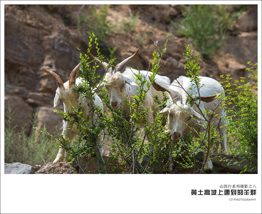 【山西行-黄土高坡上的羊摄影图片】山西临县