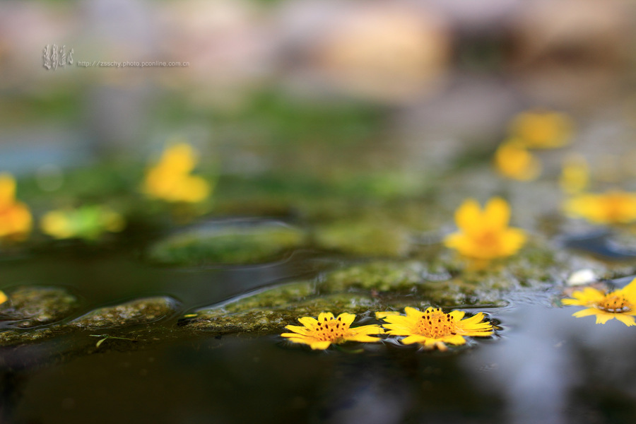 水中花