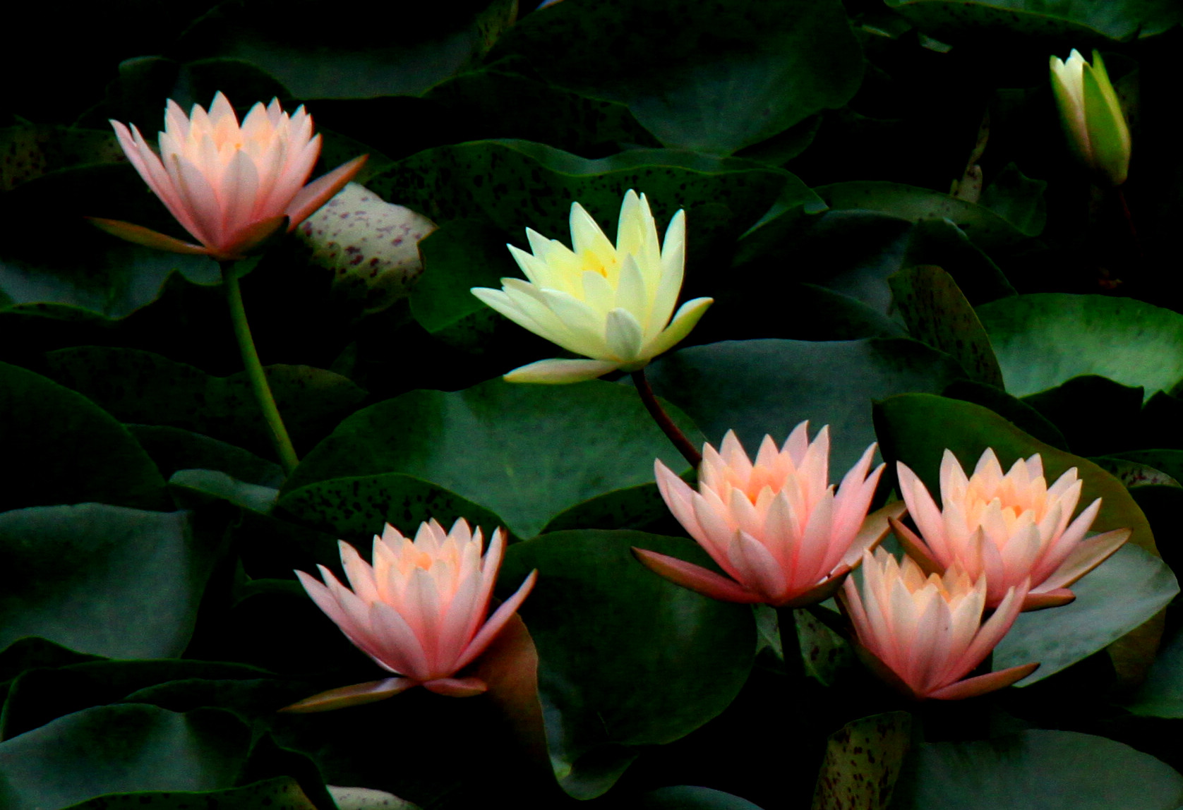 夏季供应睡莲种苗 室内观赏花卉 水生植物 睡莲根块 颜色品种齐全-阿里巴巴