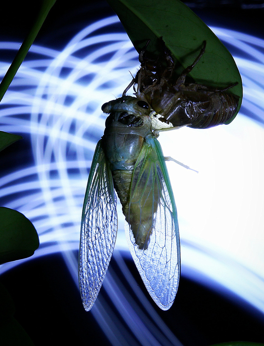 夏日昆虫【蝉】的蜕变过程