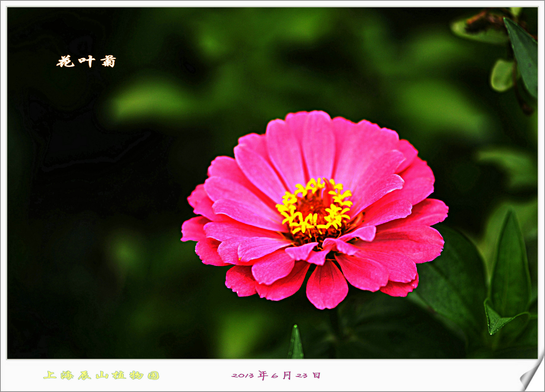 【花叶菊摄影图片】上海辰山植物园纪实摄影