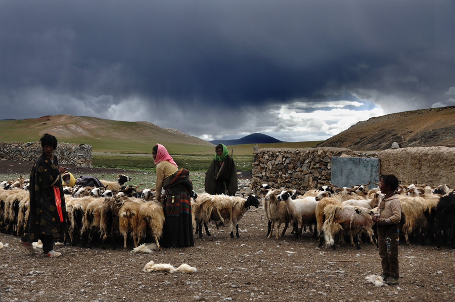 【挤羊奶摄影图片】西藏纪实摄影