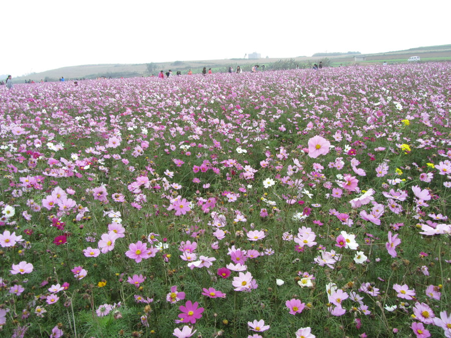 明阳格桑花