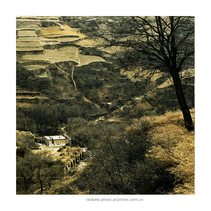 【岭子上的窑洞摄影图片】陕北米脂风光旅游摄