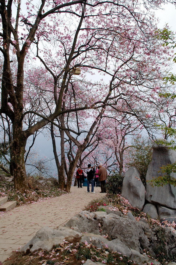 北川药王谷辛夷花