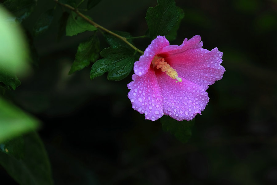 【吐露芬芳的韩国国花--木槿(无穷花)摄影图片