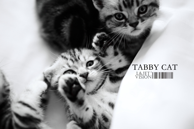 tabby cat_民俗与纪实论坛_太平洋电脑网产品论坛
