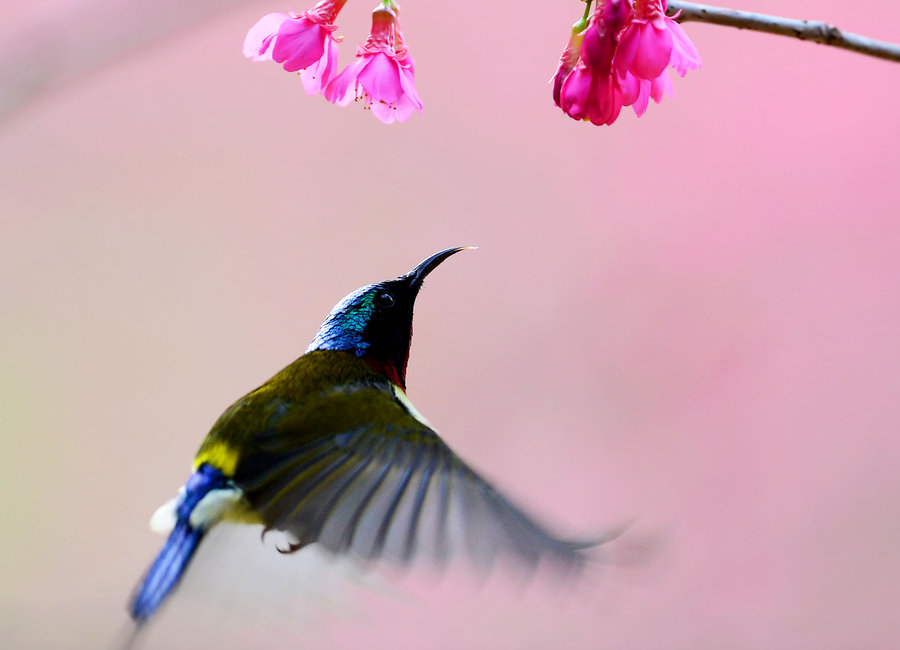 【福州森林公园太阳鸟摄影图片】生态摄影