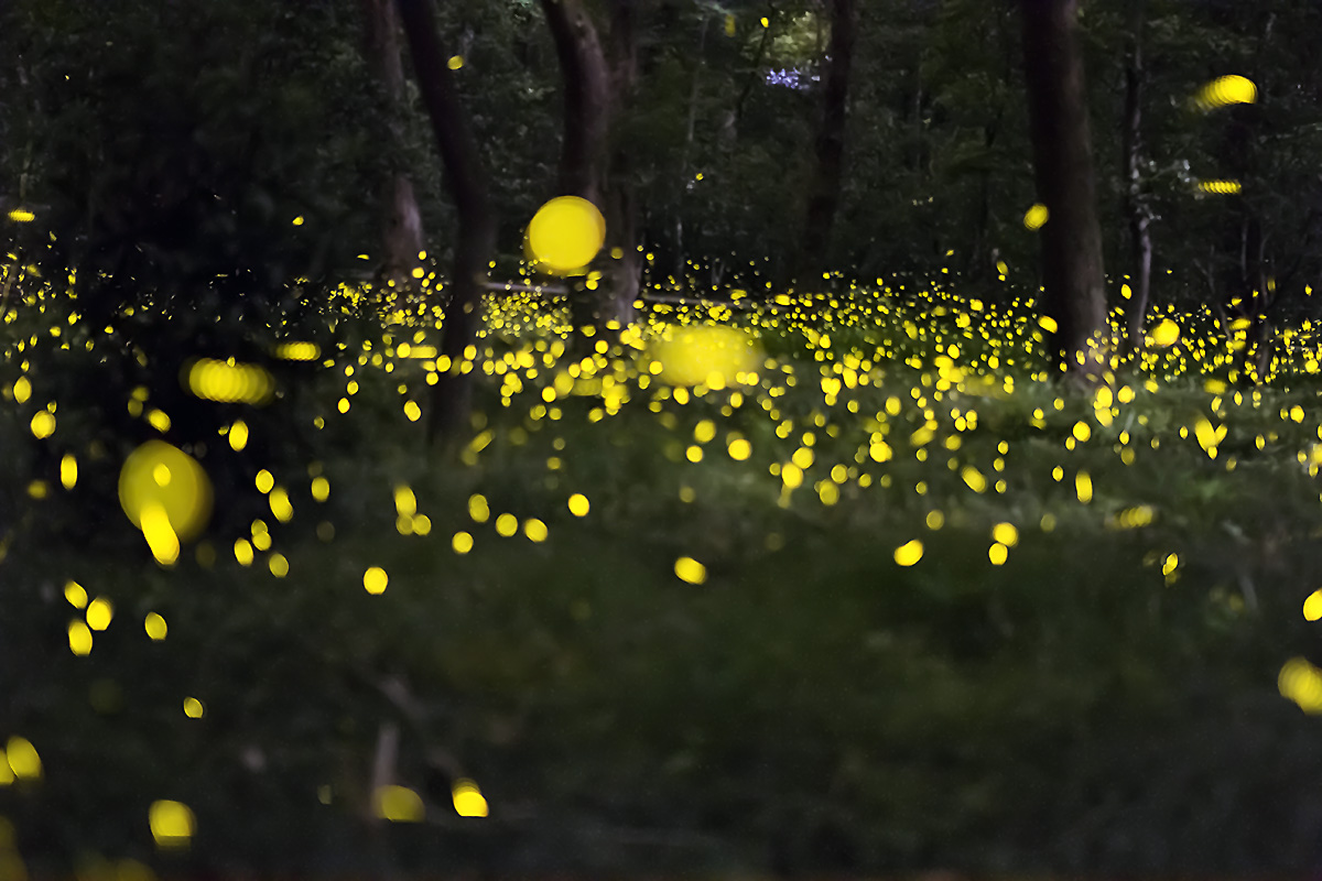 【萤火虫闪烁的夜晚摄影图片】南京生态摄影