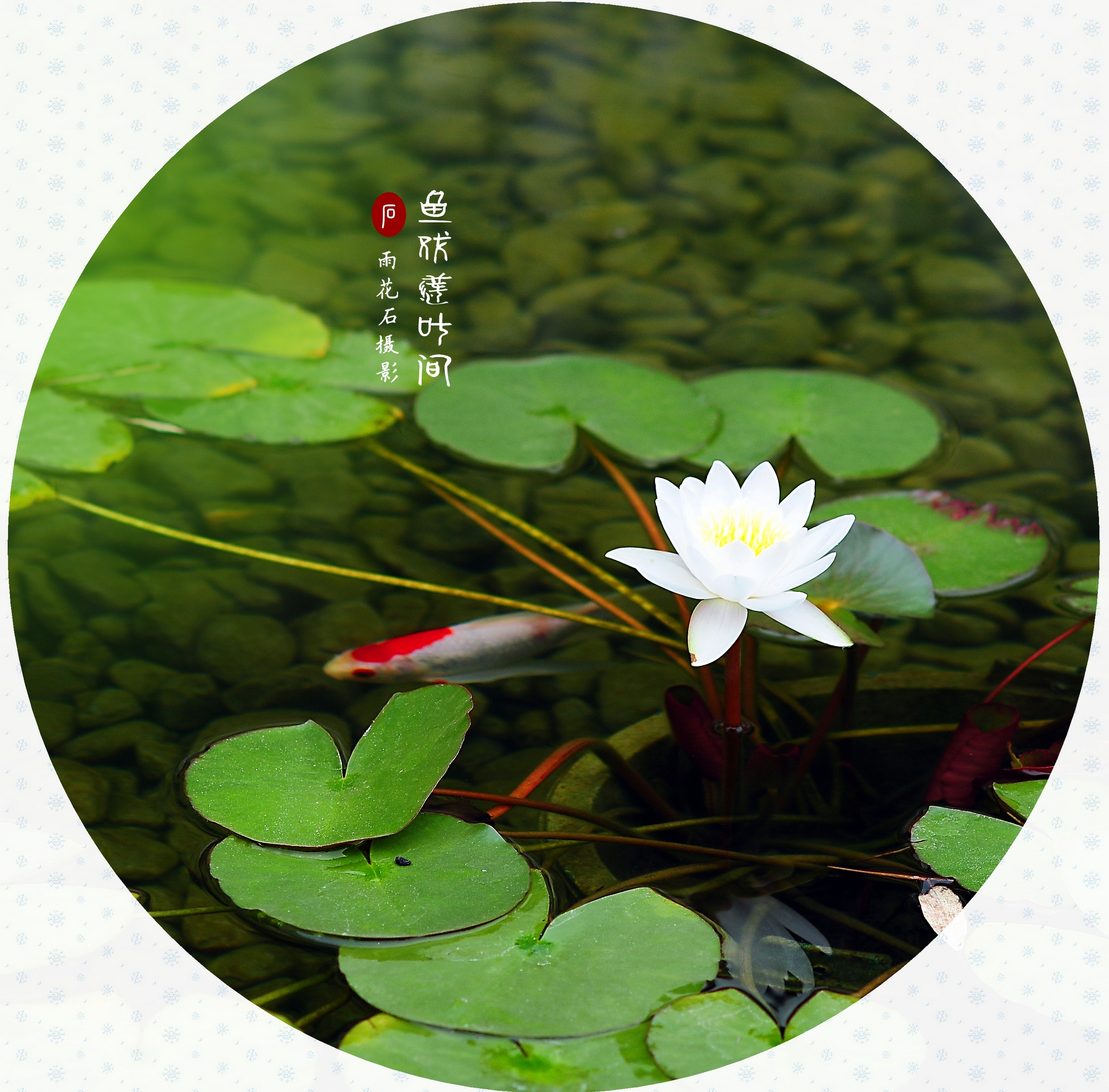 鱼戏莲叶间图片