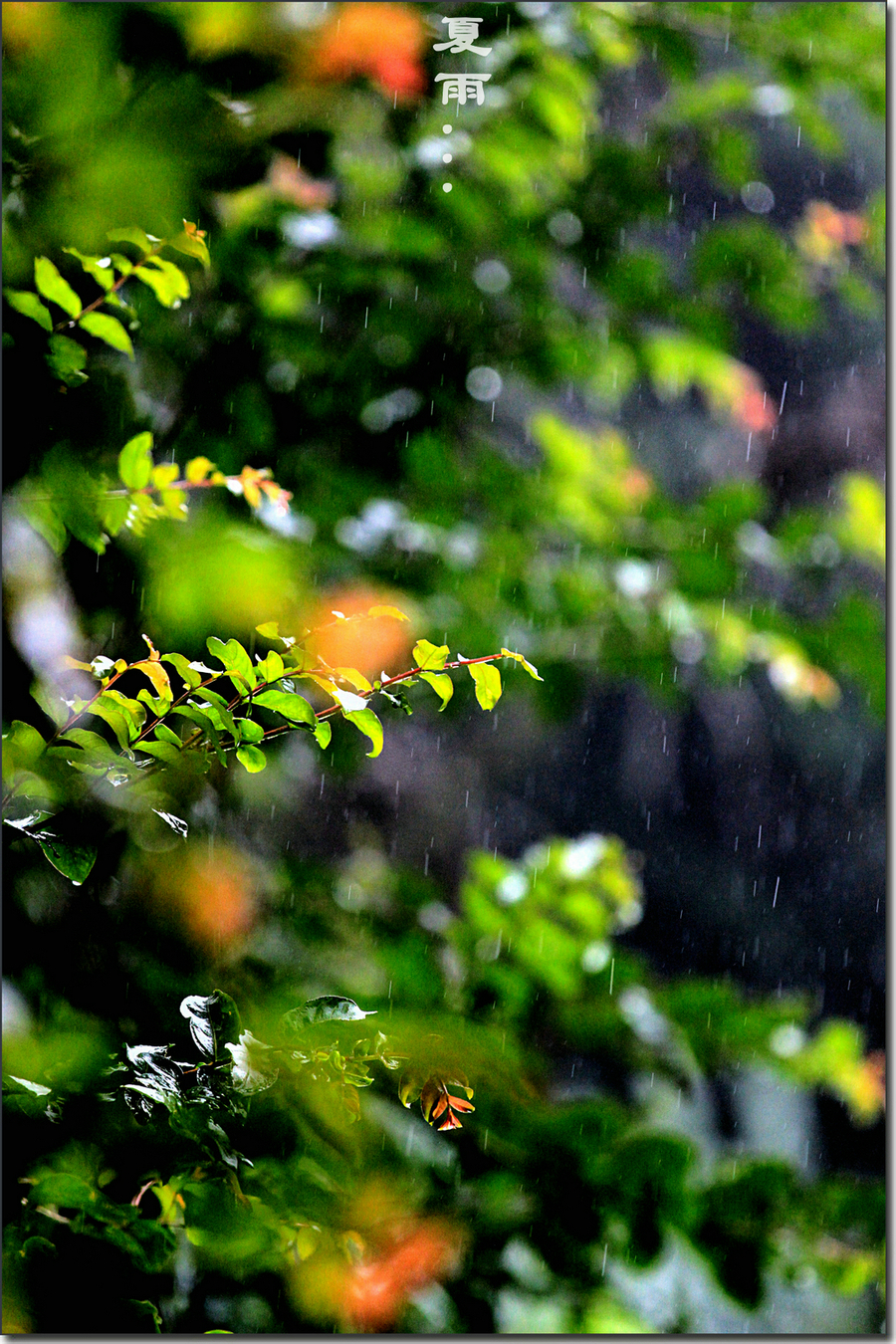 夏雨