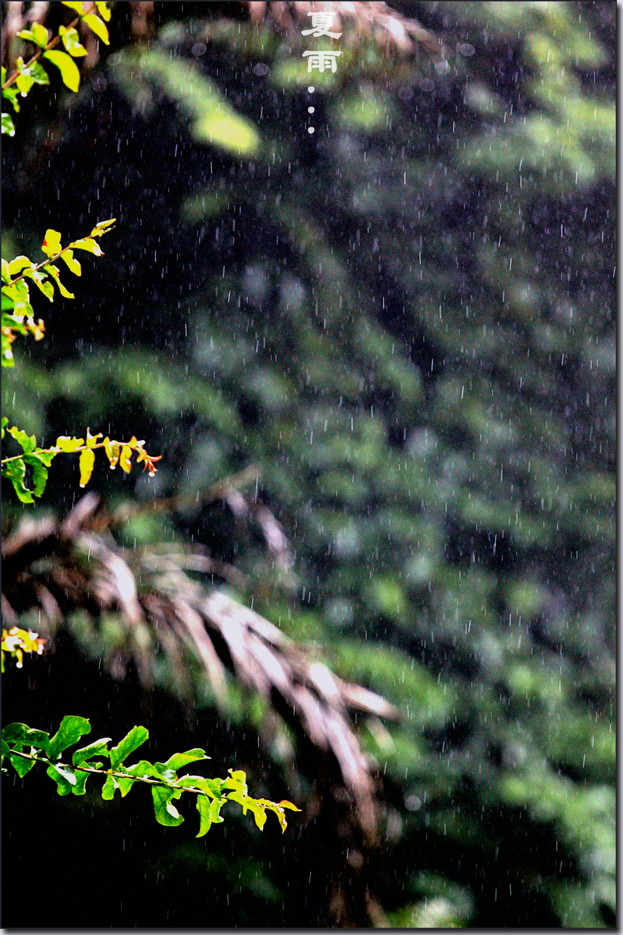 夏雨