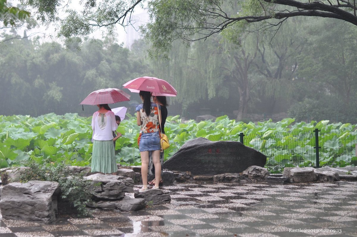 荷塘晴雨