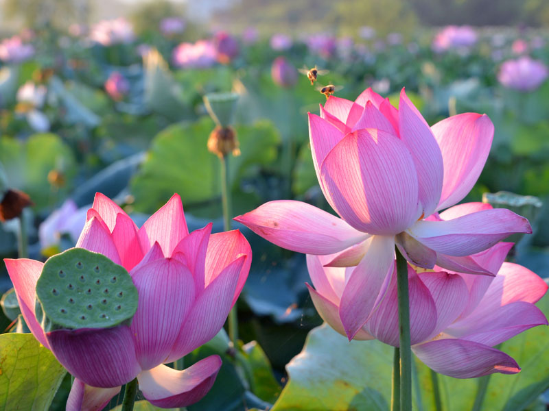 广昌莲花