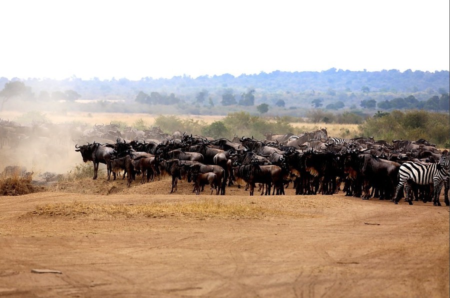 2013非洲动物大迁徙~一个菜鸟镜头下的肯尼亚