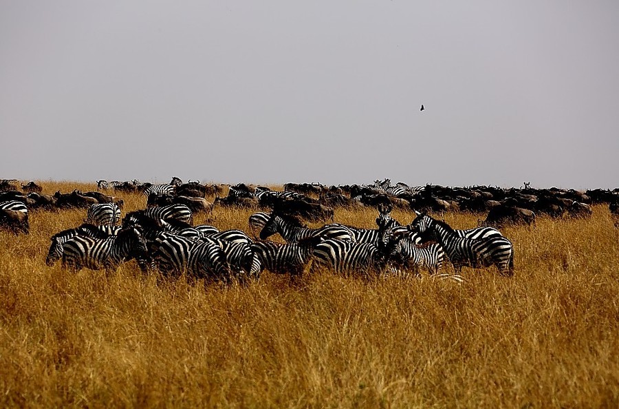 【2013非洲动物大迁徙摄影图片】肯尼亚生态
