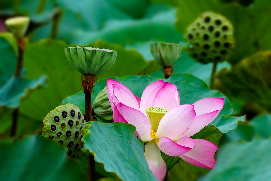 盛夏酷暑天时的莲花 (1/14)