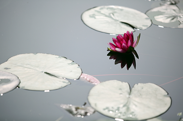 出水芙蓉