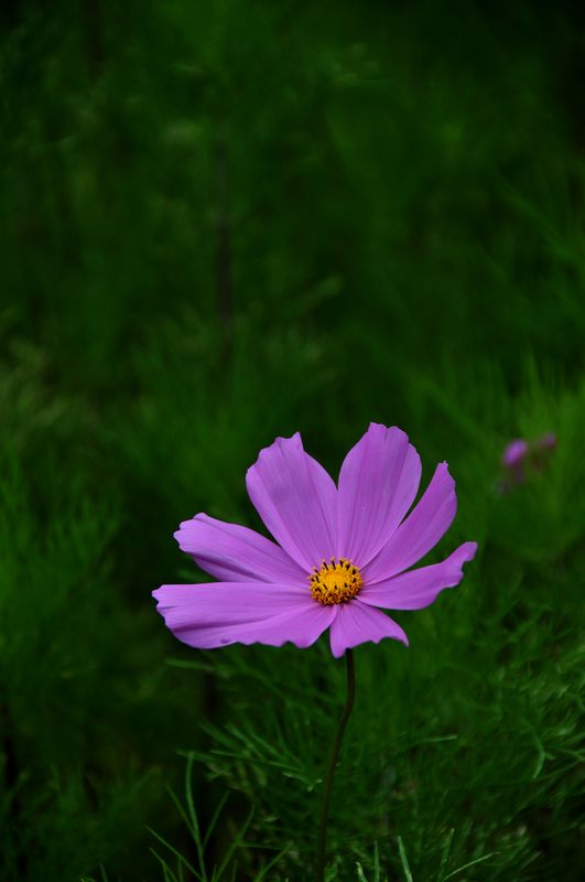 高原之花——格桑花