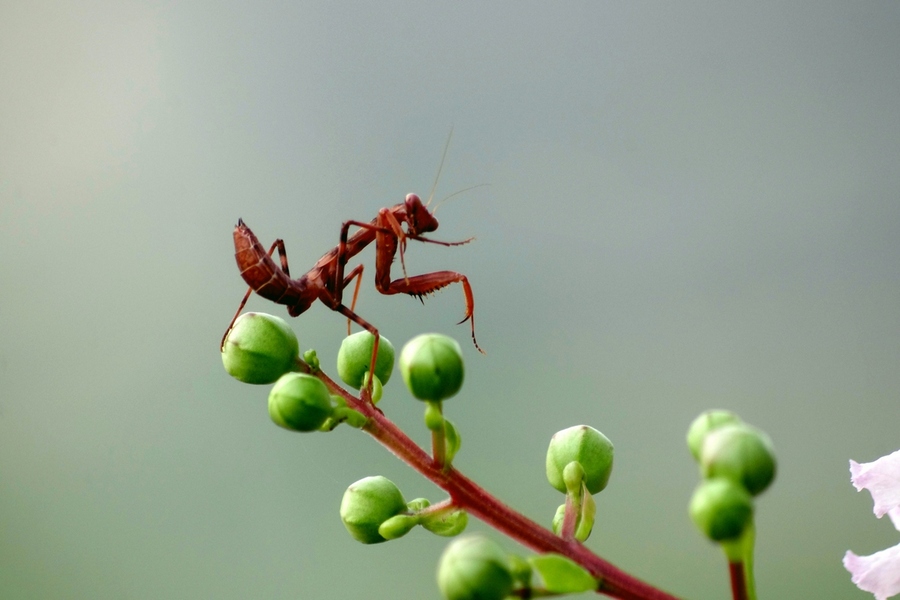【小螳螂摄影图片】公园生态摄影