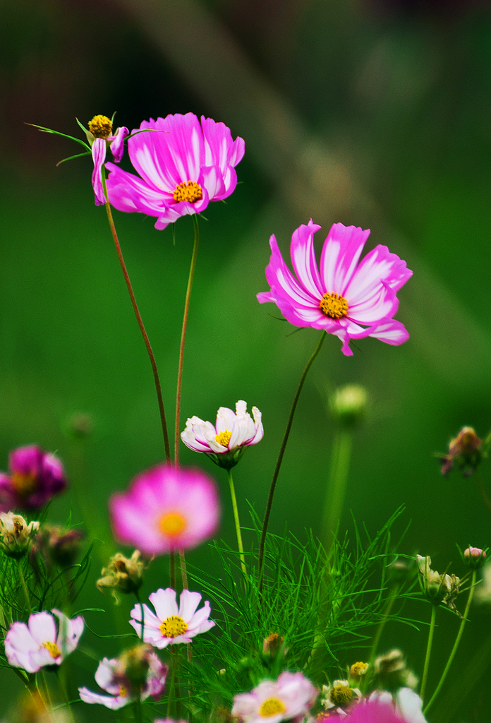 艳丽格桑花