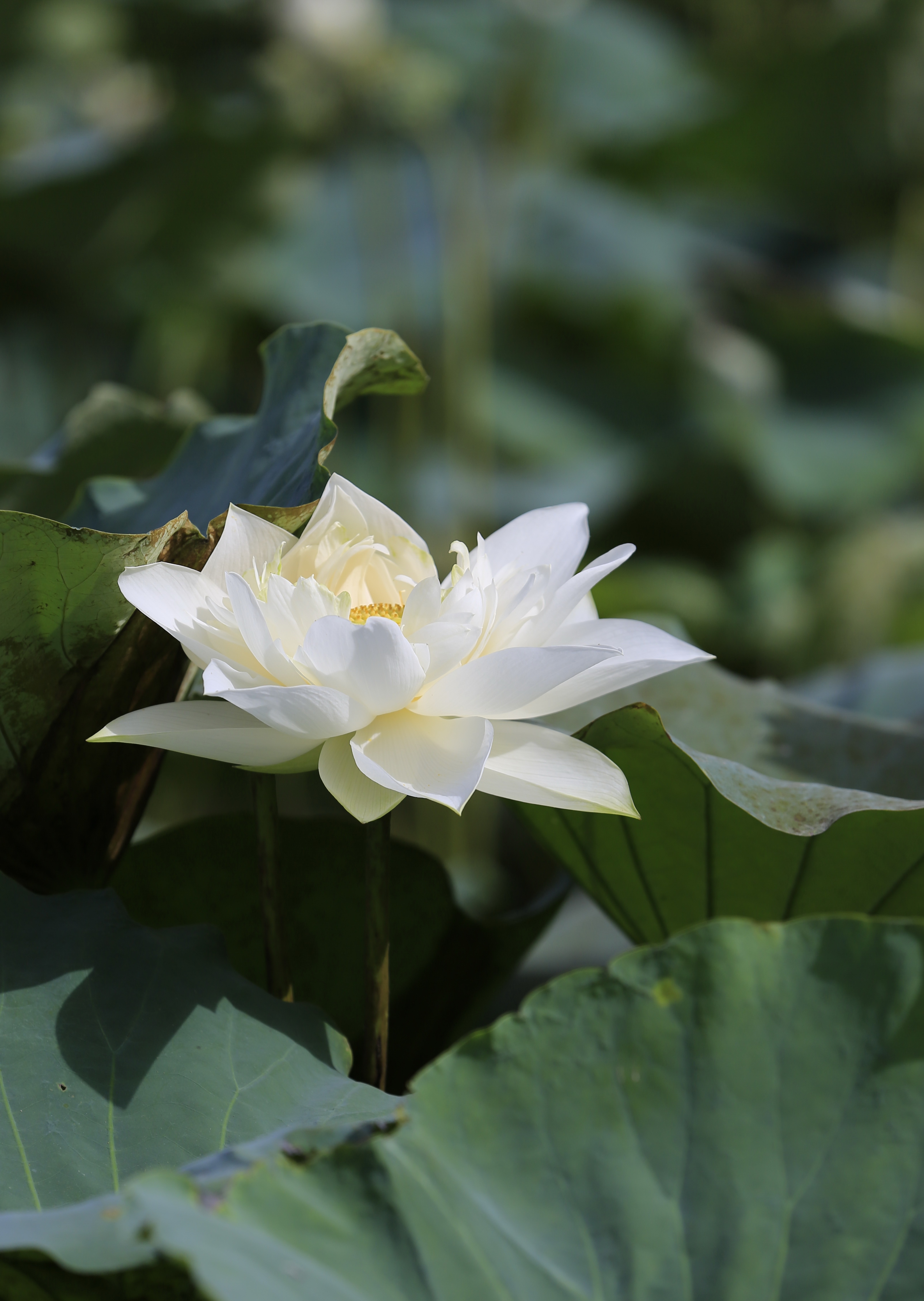 晚夏白莲意更浓