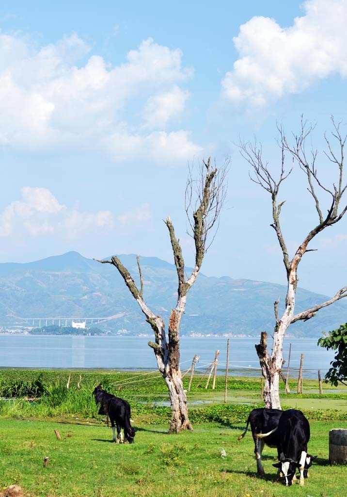 【洱海湿地摄影图片】云南省大理州大理市洱海