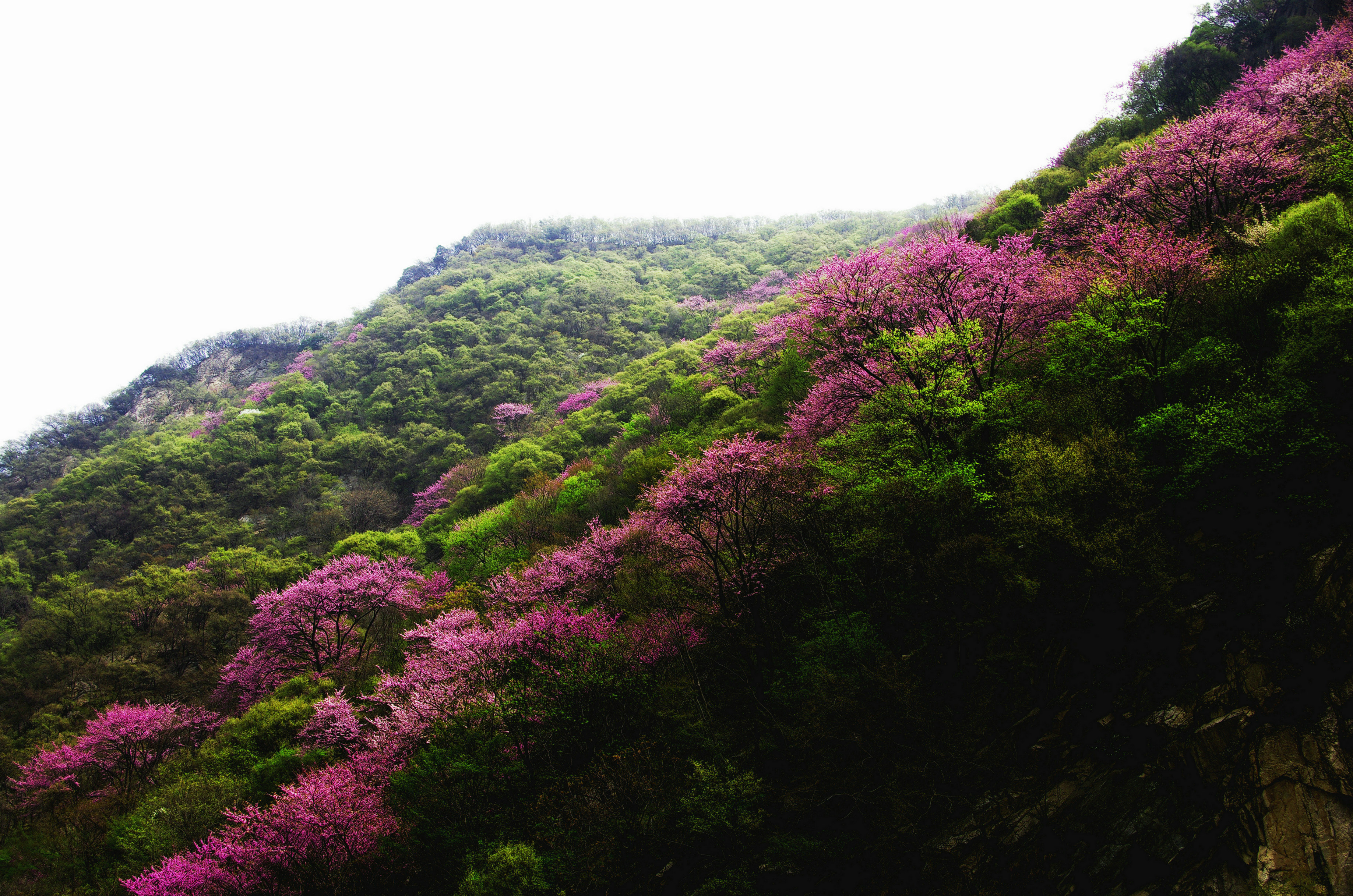 太平山上紫荆花