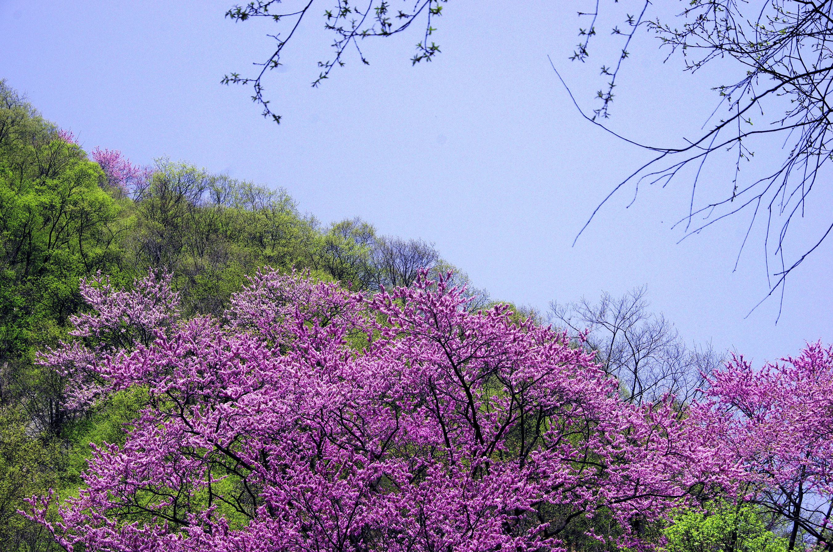 太平山上紫荆花
