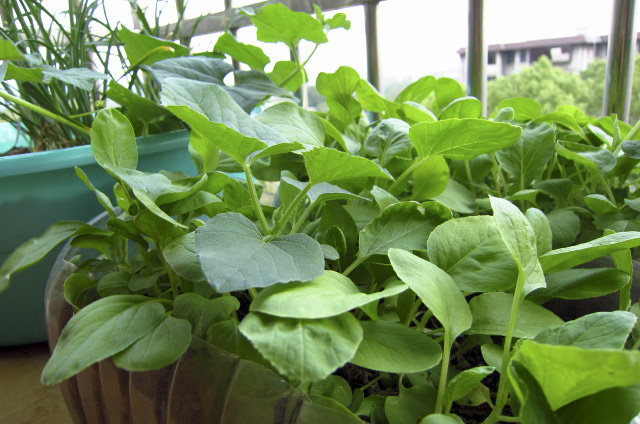 【我种植的盆栽蔬菜摄影图片】住所阳台生活摄