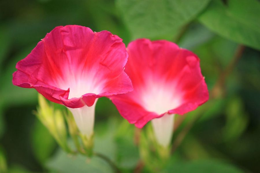 盛开在夏日的牵牛花(共 10 p)