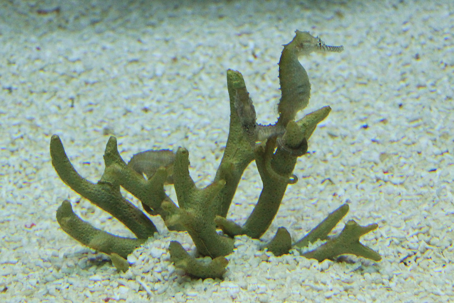刺海马