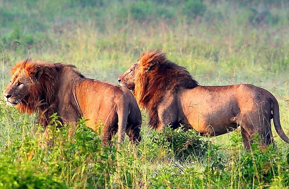 非洲雄狮―