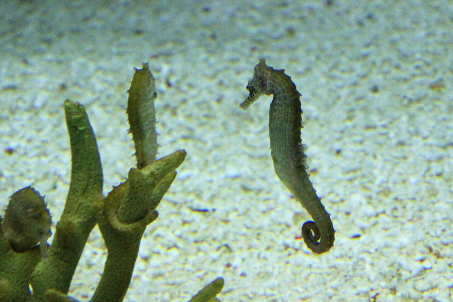 刺海马