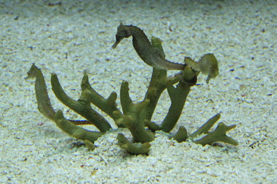 刺海马