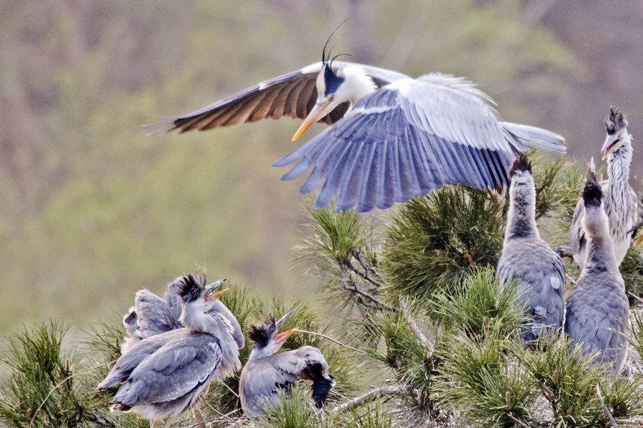 【大美石家庄之--苍鹭鸟的天堂摄影图片】平山