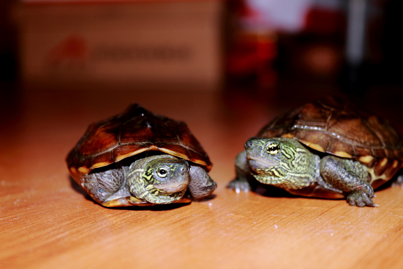 【两只乌龟摄影图片】家里生态摄影