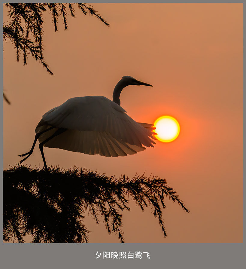 夕阳晚照白鹭飞