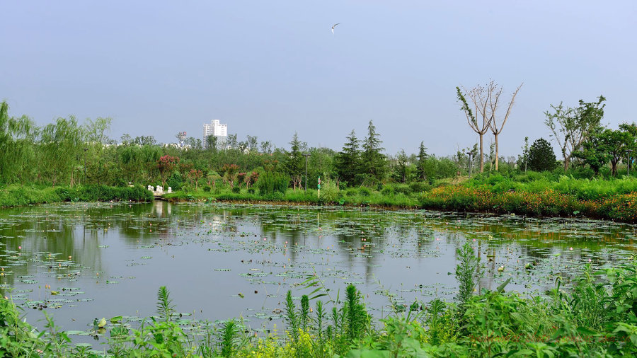【西安浐灞国家湿地公园摄影图片】西安浐灞国
